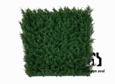 گرین وال (دیوار سبز مصنوعی) سرو ژاپنی