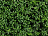 گرین وال (دیوار سبز مصنوعی) سرخس