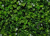 گرین وال (دیوار سبز مصنوعی ) سدوم با گل سفید