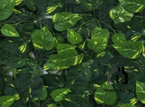 گرین وال (دیوار سبز مصنوعی ) اورئوم