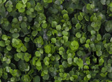 گرین وال (دیوار سبز مصنوعی ) اکالیپتوس