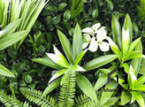 گرین وال (دیوار سبز مصنوعی) ارکیده و گاردنیا