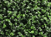 گرین وال (دیوار سبز مصنوعی )دیسکیدیا سفید